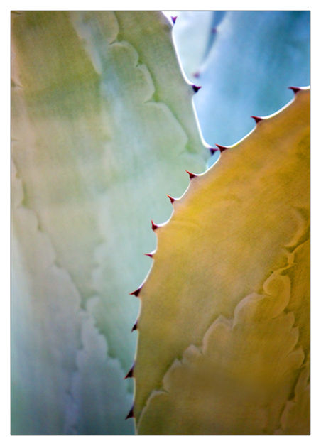 Cactus Abstract 10